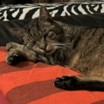 Profilbild von Sebastian Ruttner