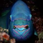 Profilbild von Nicolas Pawloff