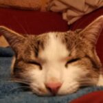 Profilbild von Gudrun Pürrer