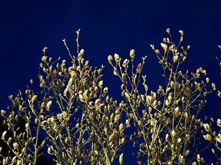 d9a424ab-af08-4946-a40a-a46ab0914a8d