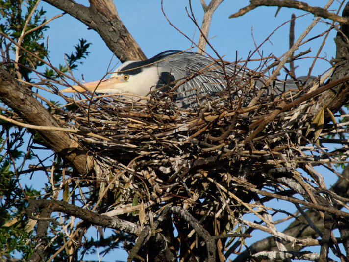 20260406-175247-OM-1MarkII-5345-C1