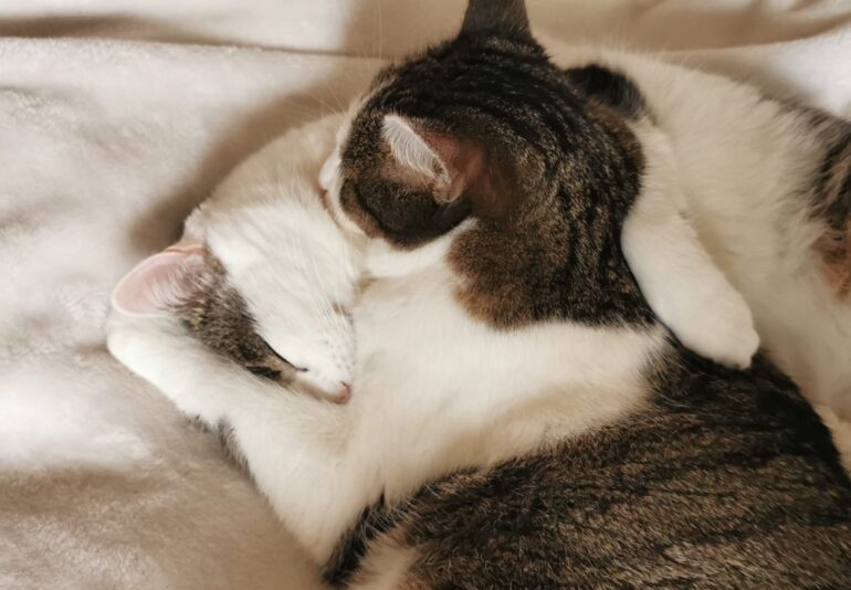 WhatsApp Image 2026-02-17 at 13.09.24