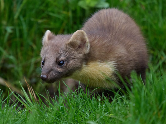 20250401-093917-OM-1MarkII-3127-C1; Baummarder; Tier | Säugetier | Baummarder
