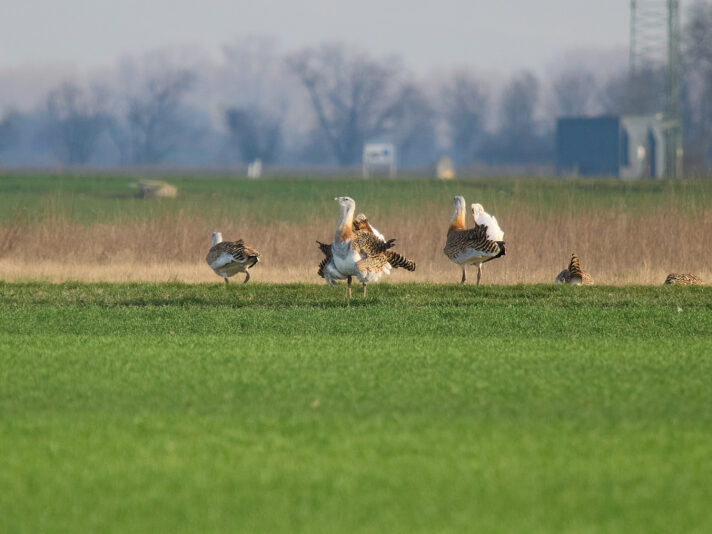 20260315-081207-OM-1MarkII-5006-C1