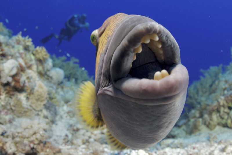 Blue_24_Week1_Gangoly - 70