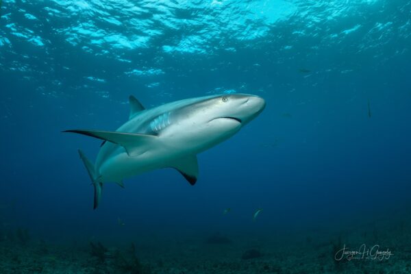 _JHG7564-topaz-denoise-denoise