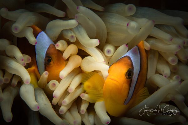 _JHG2895-Edit-topaz2-sharpen