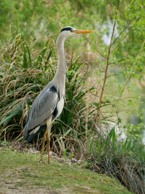 20260412-115059-OM-1MarkII-6827-C1