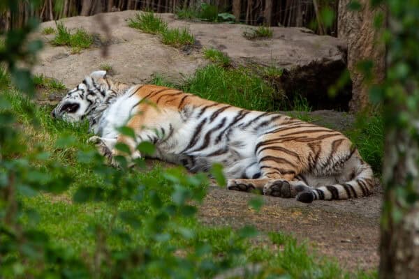 Zoo Leipzig Pfingsten 2026-4