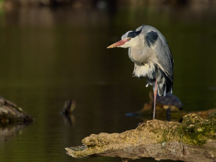 20260406-175447-OM-1MarkII-5380-C1