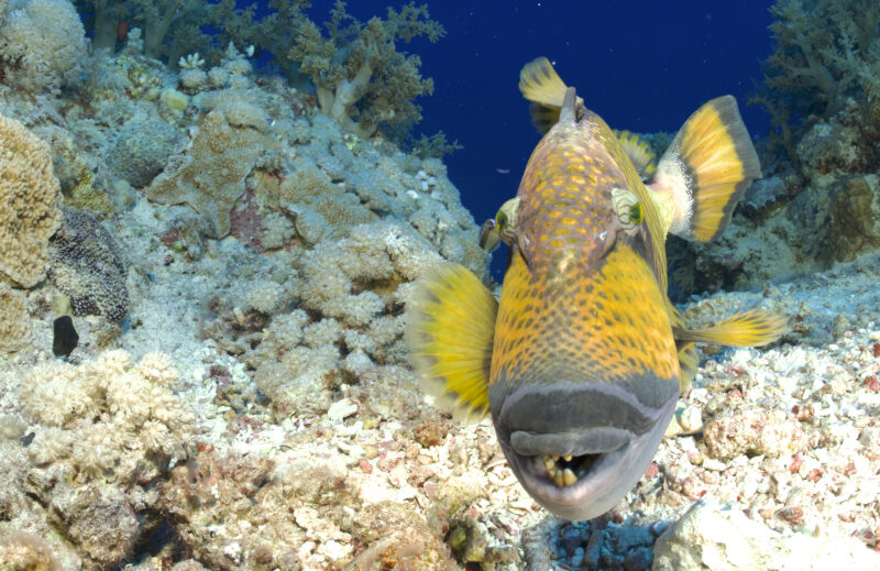 Blue_24_Week1_Gangoly - 66