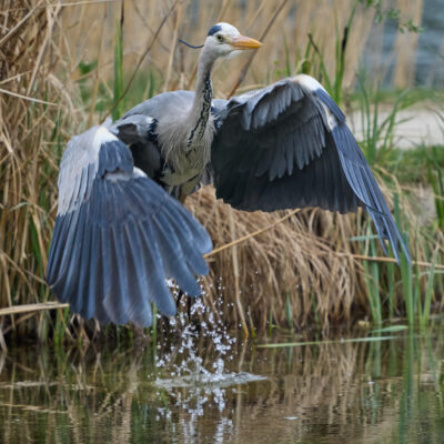 20260412-112628-OM-1MarkII-6441-C1 1