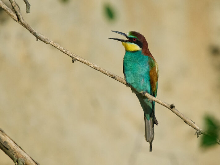 20230528-183858-OM-1-4232-c1