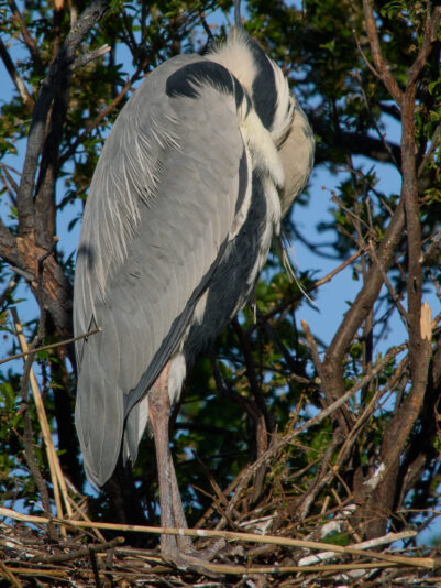 20260406-175159-OM-1MarkII-5327-C1