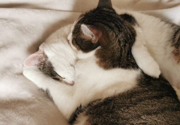 WhatsApp Image 2026-02-17 at 13.09.24