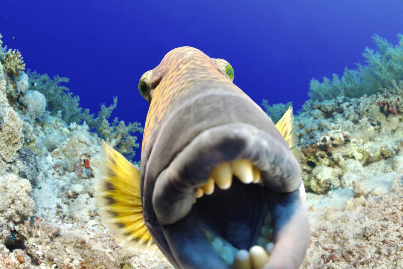 Blue_24_Week1_Gangoly - 68