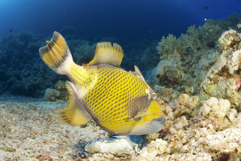 Blue_24_Week1_Gangoly - 65