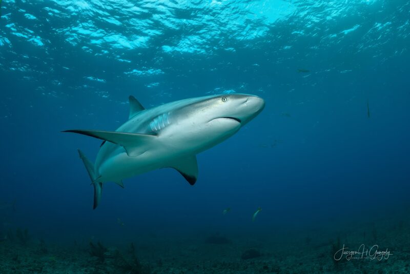 _JHG7564-topaz-denoise-denoise