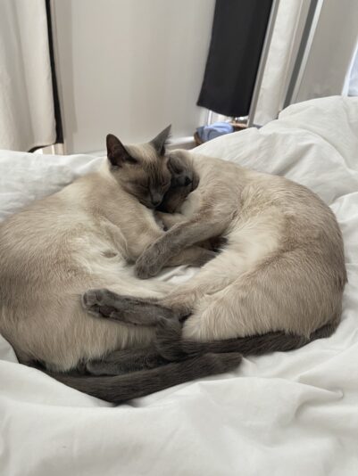 EA78098D-5C66-4372-94B9-B919477F2918_1_105_c