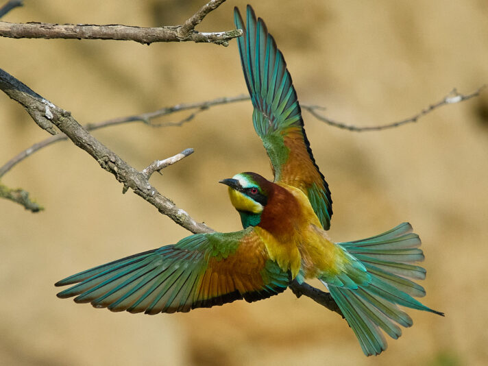 20230528-183319-OM-1-3591-C1 8