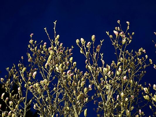 d9a424ab-af08-4946-a40a-a46ab0914a8d