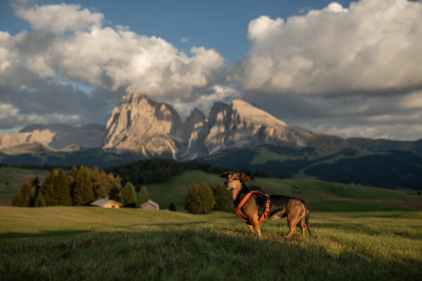 8c48499d-274c-49b7-b6e5-9b1caa69137a