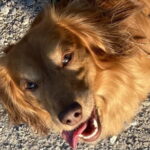 Gruppenlogo von Haustiere