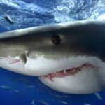 Gruppenlogo von Tauchen & Unterwasser-Fotografie