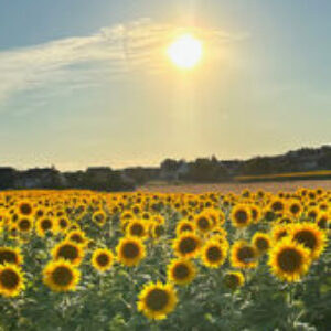 Gruppenlogo von Burgenland